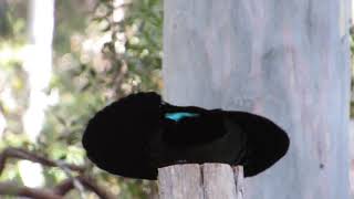 Victorias Riflebird display at Atherton Tablelands Birdwatchers Cabin [upl. by Aneeuqal]