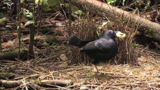 Female Satin Bowerbird Visiting Bower [upl. by Talanian]