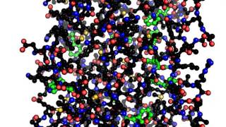 Ovalbumin  phenylalanine and tryptophan labeled [upl. by Sauveur]