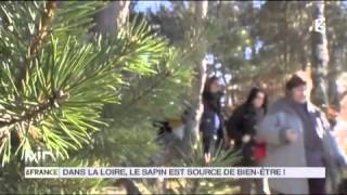 LA DÉCOUVERTE DE NATHALIE  Dans la Loire le sapin est source de bienêtre [upl. by Lori]