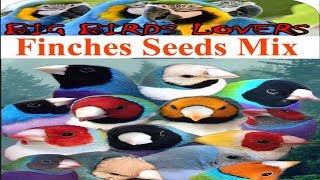 Finch Seed MixLady Goudian SeedmixBanglies Finch Seedmixurduhindi [upl. by Benildis]