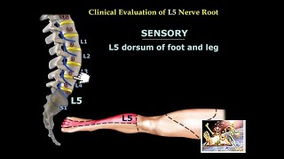 Neurological Evaluation Of The Lumbar Nerve Roots  Everything You Need To Know  Dr Nabil Ebraheim [upl. by Dutchman]