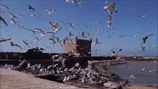 Möwen am Hafen von Essaouira [upl. by Hunger135]