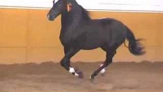 Andalusian PRE black stallion  SOLD TO USA  HORSESPRECOM [upl. by Retrak]