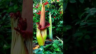 Largest inflorescence not flower facts [upl. by Utas832]