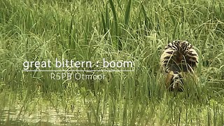 Bittern  boom song  RSPB Otmoor [upl. by Treharne]