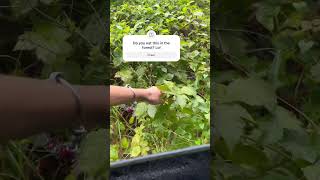 forest blackberry eating berries food eat shorts short shortvideo [upl. by Iveel]