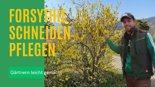 Forsythie schneiden lernen 🌻 Richtig Forysthien zurückschneiden [upl. by Adnoved166]