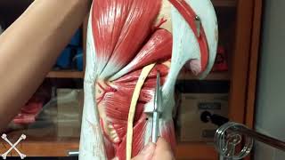 TeachMeEXCI  Lateral Rotators [upl. by Novat647]