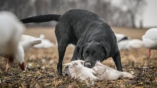 Duck Hunting Dogs quotTeamworkquot  Fowled Reality [upl. by Eicnarf]