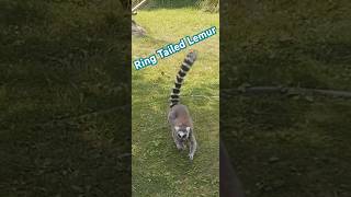 Ring tailed Lemur animals ringtailedlemur lemur wildlife nature [upl. by Aicined]