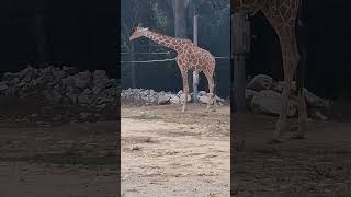 Parc de Lunaret  Zoo de Montpellier4 French region [upl. by Ailehpo]