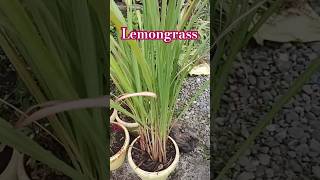 कैसेकरेंrepottinglemongrassgardeningtipsandtricks plantcare [upl. by Nwahshar513]