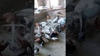 Pigeons 🥰🕊️ masteragrobd pigeon giribajkobutor viral viralshorts youtubeshorts [upl. by Ateuqirne]