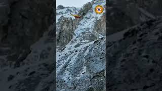 Tragedia in montagna i soccorsi sul Gran Sasso [upl. by Demitria520]