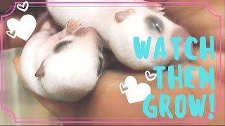 Learn How Baby Gerbils Grow Birth to 8 weeks [upl. by Onifled]