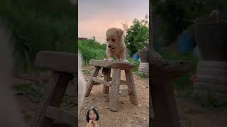 Is the dog shaking or the bench shaking dog cute [upl. by Nihi]