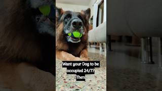 quotChuckit ball my German Shepherds daily dose of pure joyquotdogcutegermanshepherd [upl. by Ellegna482]