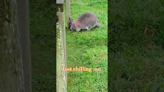 A wallaby just chilling out enjoying life as it comes and always keep nature 💯 [upl. by Razaele]