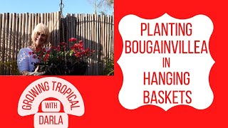 Planting Bougainvillea in Hanging Baskets  Growing Tropical [upl. by Enylecoj573]