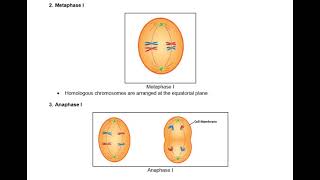 Structure of Chromosomes Cell Cycle and Division ICSE Class 10 Biology Notes Quick Revision Notes [upl. by Tonjes]