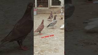 Racer pigeon Pathe Available Malerkotla PunjabM78885 18386 [upl. by Tertias]