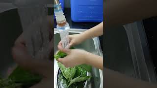 HOW TO MAKE SAMBONG TEA FROM LEAVES [upl. by Robinia]