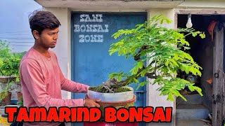 TAMARIND BONSAI TREE  BONSAI TREE  SANI BONSAI ZONE [upl. by Putscher]