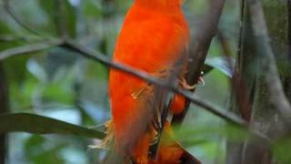 Aves do Brasil  O maravilhoso Galo da Serra [upl. by Wagner419]