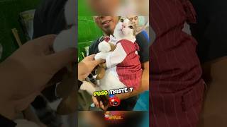 No Creerás Como este Gato Reacciona al Quitarle su Osito de Peluche [upl. by Ahiel]