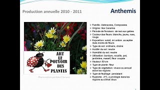 Tuto jardin Anthemis fiche technique plante annuelle [upl. by Nuahsed]