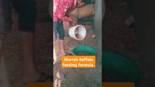 Chetak dairy farm feeding formula murrah King 👑 [upl. by Terencio]