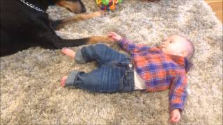 Doberman Plays With Baby [upl. by Wistrup]