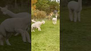 Jumping Alpaka alpaca cute alpaka denmark [upl. by Serrell1]