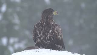 Merikotka White tailed eagle in Utajarvi Finland [upl. by Ymmas]