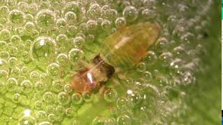 Froghopper insect Cercopoidea in its nymph stage [upl. by Graniela]