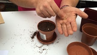 How to grow chillies from seed [upl. by Aehsila477]