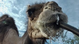 Camel drinks from the hose [upl. by Otrepur911]