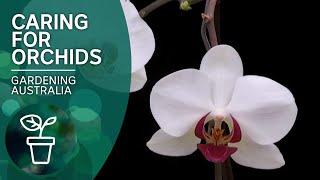 How to keep orchids flowering [upl. by Anrat]