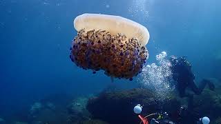 Rare Fried Egg Jellyfish Spotted in the Ocean [upl. by Enaht182]