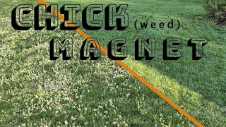 How I Dealt W CHICKWEED In The New Turf [upl. by Llehsar]