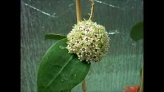 Just the Flowers Maam Hoya parasitica [upl. by Akemehs442]