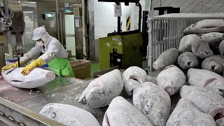 Cut 20 Tons of Tuna per Day Korean Seafood Factory [upl. by Teevens]