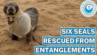 Six Seals Rescued From Entanglements [upl. by Niret]