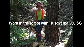 Work in the forest HUSQVARNA 266 SG x Larix decidua [upl. by Thedrick]