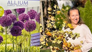 Garden in November Planting Allium Fixing Wattle Fence Seesii Chainsaw Review [upl. by Anaujahs]