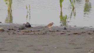 CHORLO DE COLLAR Charadrius collaris [upl. by Yesteb125]