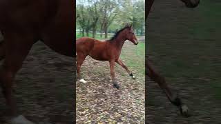 Foal 6month Puledro [upl. by Nerreg31]