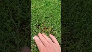 Simple Tip for Keeping Your Lawn Green [upl. by Alper934]