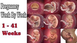 Pregnancy Week By Week  1  41 Weeks Fetal Developments [upl. by Yajnas]